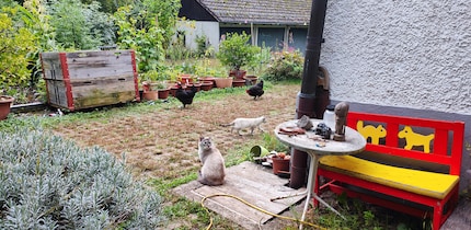 Our chickens also paid their respects to the kittens.