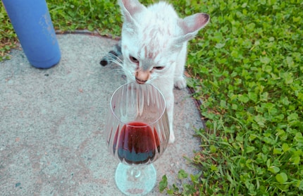 No, of course Snowball wasn’t allowed to taste it!