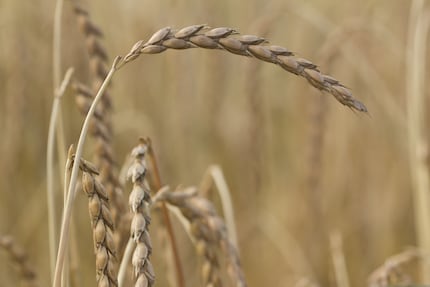 Dinkel vor der Ernte