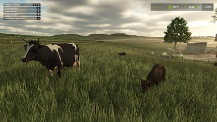Cows in the foreground, fine mist over the fields in the background.