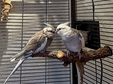 Rio and Cookie chilling out on their favourite perch in the evening. In case you’re wondering why Rio (left) is looking a bit ruffled, it’s because he’s about to moult.