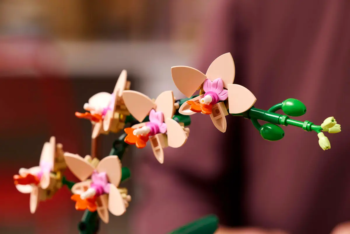 Die Lego-Orchidee blüht.