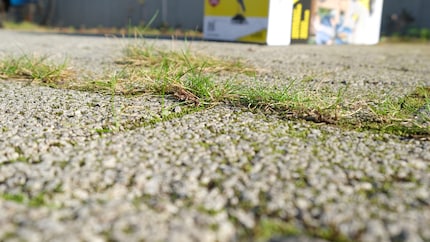 Gras vorher: wächst frech aus den Fugen.