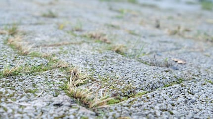 Gras nachher: immer noch da, aber immerhin kürzer.
