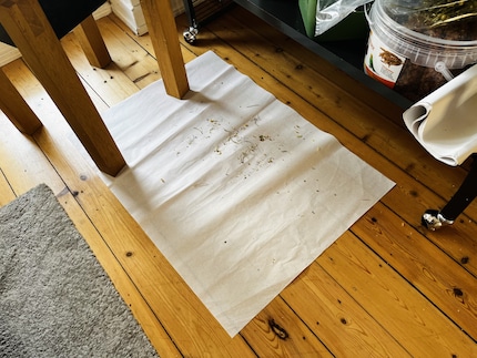 I put down a sheet of paper in front of the cage so that the dirt the birds make when they’re sitting on the landing flap doesn’t fall on the floor.