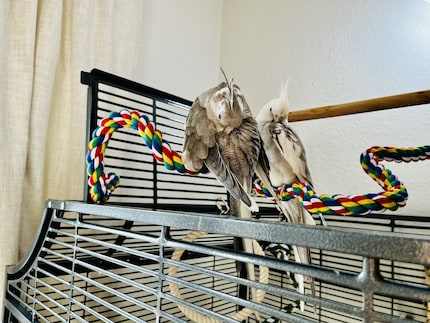 If the cockatiels are sitting on their cage, it’s easy to put them to bed in the evening. All it takes is a gentle finger pointing. If, on the other hand, they’re perched on the curtain rail, the mobile perch comes in handy.