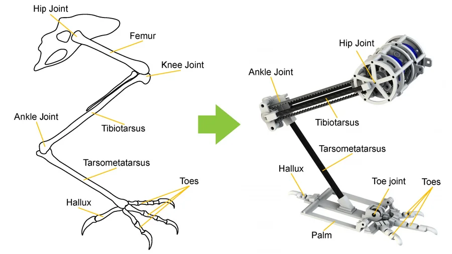 The robot's legs are inspired by crows. Without the toes, the drone would tip forwards when walking.