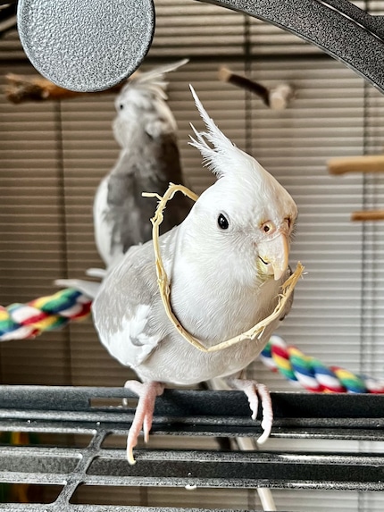 Cookie ist offensichtlich stolz auf sein neues Accessoire.