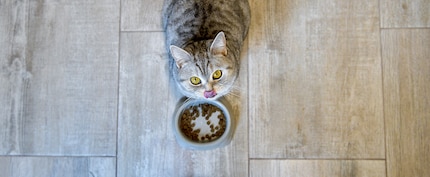 Manche Katzen schnurren besonders laut bis quengelig, wenn sie Hunger haben.