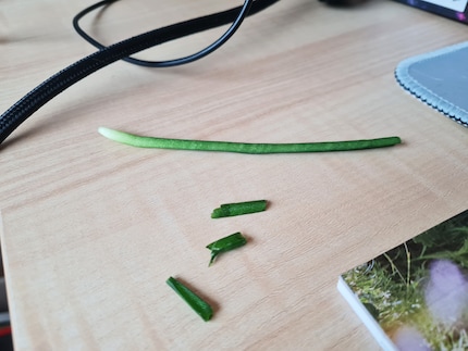 Gnawed off and left lying around: Jasper's work.