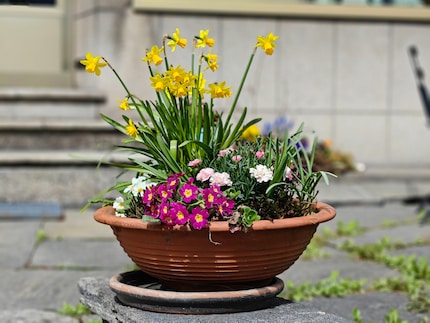 I softened the bokeh a little in post. I think the flowers are perfectly captured now.