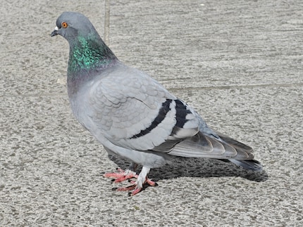 Coo, coo. This pigeon has a colourful coat and clearly recognisable plumage. I used triple optical zoom here.