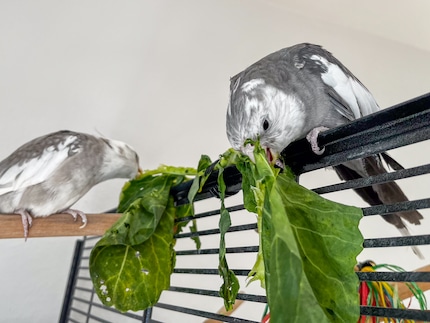 Rio and Cookie eat greens - at a distance, otherwise there will be a fight.