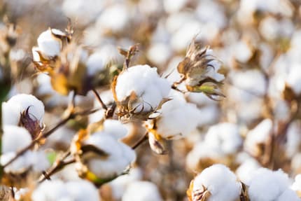 Most tampons are made of viscose or cotton. Harmful substances may enter the product via plant cultivation.