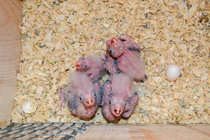 Cockatiel chicks in their nesting box – the little ones are a lot of work.