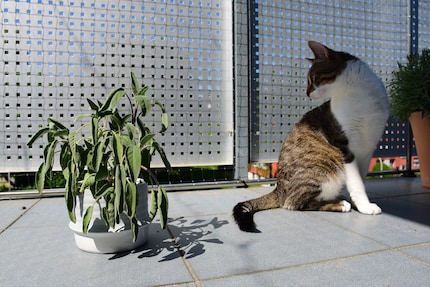 At the sight of this, Jasper the cat quickly retreats into the shade.