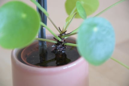Das war wohl etwas zu viel: Mein Ufo-Pflänzchen steht nach ein paar Tagen im Wasser.