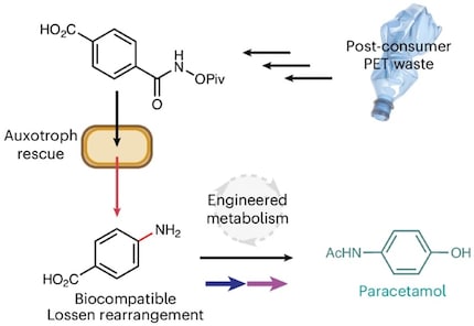 So wandeln die Wissenschaftler PET-Abfall über biochemische Reaktionen in Bakterien schrittweise in Paracetamol um.