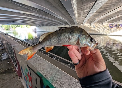 Kontrastprogramm Hamburg II: Barsch unter der Grossstadt-Brücke.