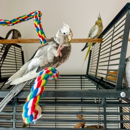 Newcomer Finni is very lively and does a lot of gymnastics.