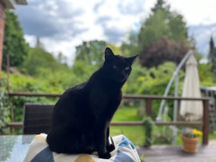 «Ich starre dich so lange an, bis du mich verstehst.», ist bei meinem Kater gerne mal die Kommunikationsstrategie seiner Wahl.