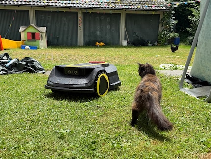 Katze Wanda ist nur neugierig, solange der RCX 6 sich nicht bewegt.