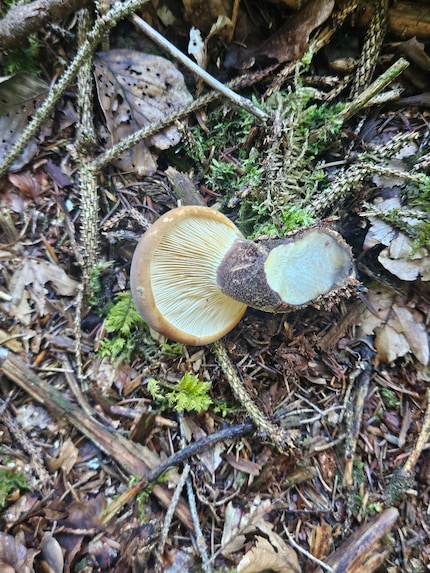 Weil wir uns selbst nicht wahnsinnig gut mit Pilzen auskennen, sammeln wir meist keine Pilze mit Lamellen, sondern gehen eher auf Röhrlinge.