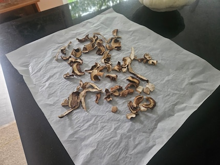 Unsere Steinpilze trocknen vor sich her.