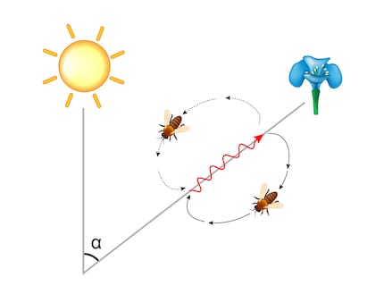 Kundschafter-Bienen teilen Futterquellen durch Tanz mit. Der Winkel zum Sonnenstand und die Dauer des Tanzes definieren die Quelle.