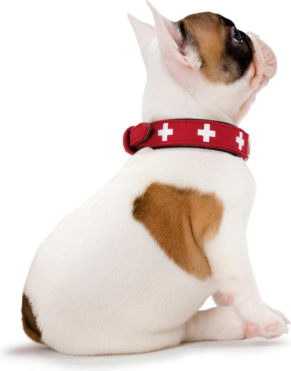 Hunter Collar Swiss Gr neck circumference L Dog General Galaxus